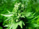 Acerca de la aprobación de la legalización de la marihuana en Uruguay
